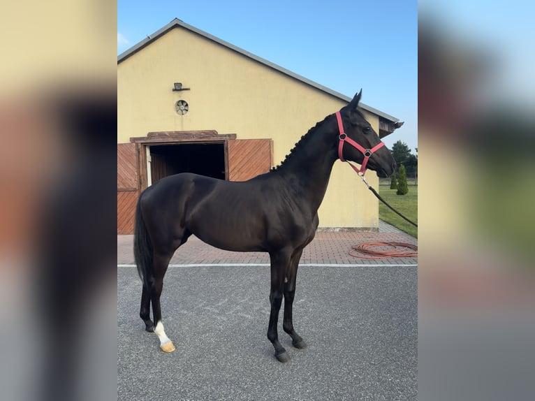 Polnisches Sportpferd Stute 1 Jahr 143 cm Rappe in Kochowo Polnisches Sportpferd Stute 1 Jahr 143 cm Rappe in Kochowo