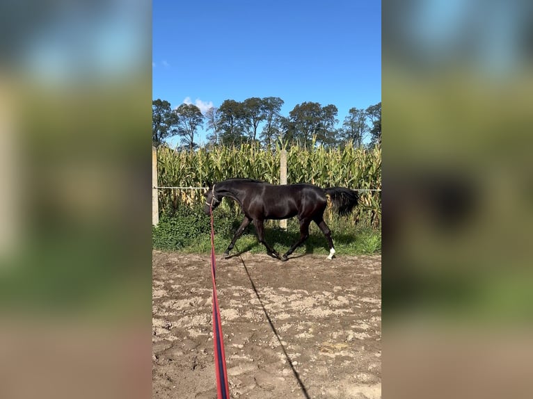 Polnisches Sportpferd Stute 1 Jahr 145 cm Rappe in Kochowo