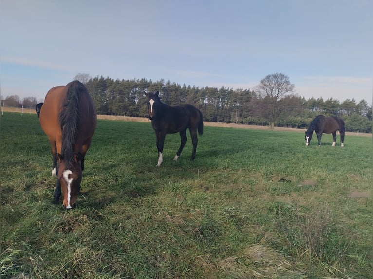 Polnisches Sportpferd Stute 1 Jahr 155 cm Schwarzbrauner in Łochów