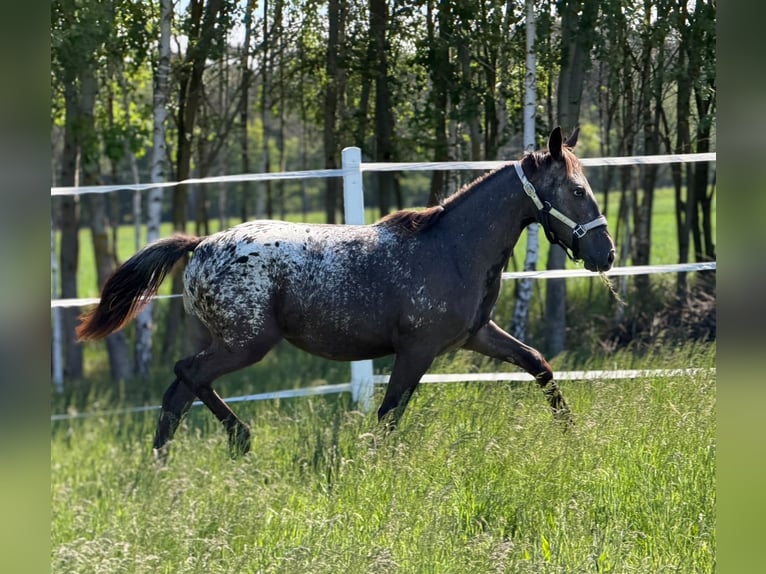 Polnisches Sportpferd Stute 1 Jahr 160 cm Tigerschecke in SIEDLISKA