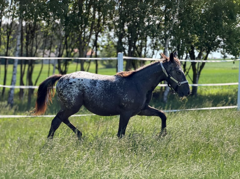 Polnisches Sportpferd Stute 1 Jahr 160 cm Tigerschecke in SIEDLISKA