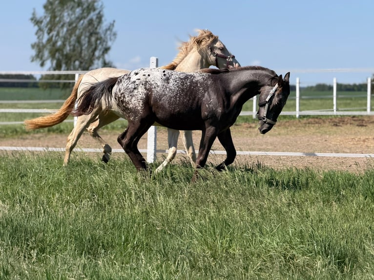 Polnisches Sportpferd Stute 1 Jahr 160 cm Tigerschecke in SIEDLISKA