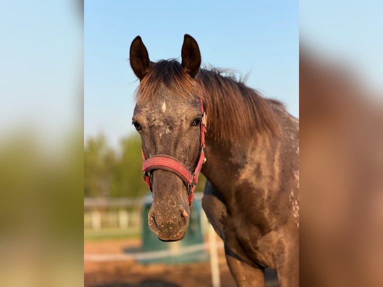 Polnisches Sportpferd Stute 1 Jahr 160 cm Tigerschecke in SIEDLISKA