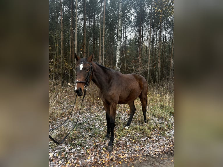 Polnisches Sportpferd Stute 1 Jahr 165 cm Brauner in Przygodzice