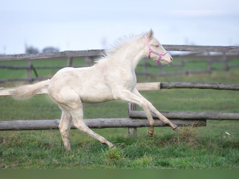 Polnisches Sportpferd Stute 1 Jahr 166 cm Cremello in Piecowice