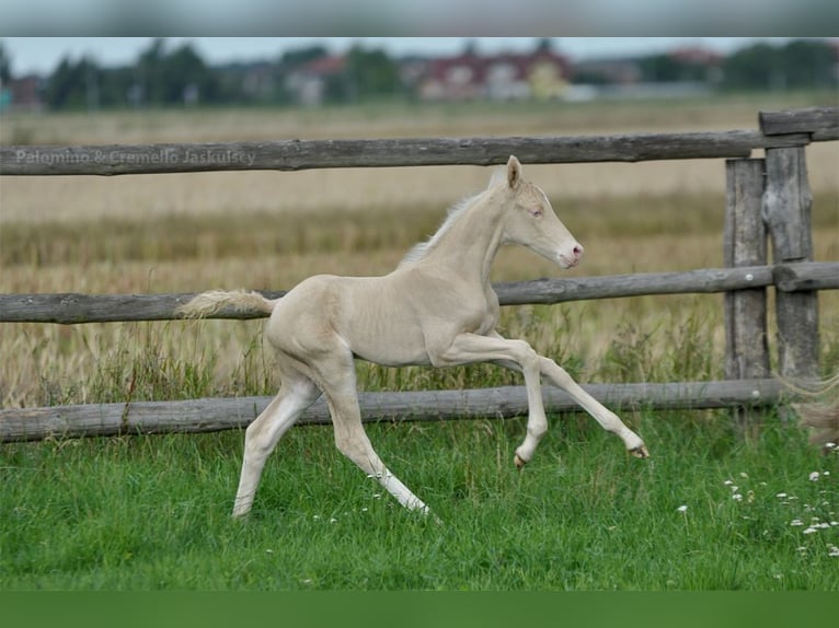 Polnisches Sportpferd Stute 1 Jahr 166 cm Cremello in Piecowice