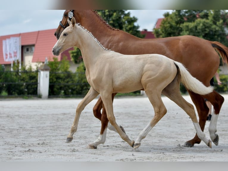 Polnisches Sportpferd Stute 1 Jahr 167 cm Palomino in Piecowice