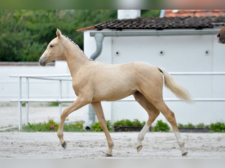 Polnisches Sportpferd Stute 1 Jahr 167 cm Palomino in Piecowice