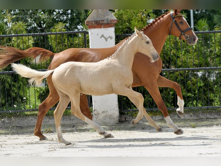 Polnisches Sportpferd Stute 1 Jahr 167 cm Palomino in Piecowice
