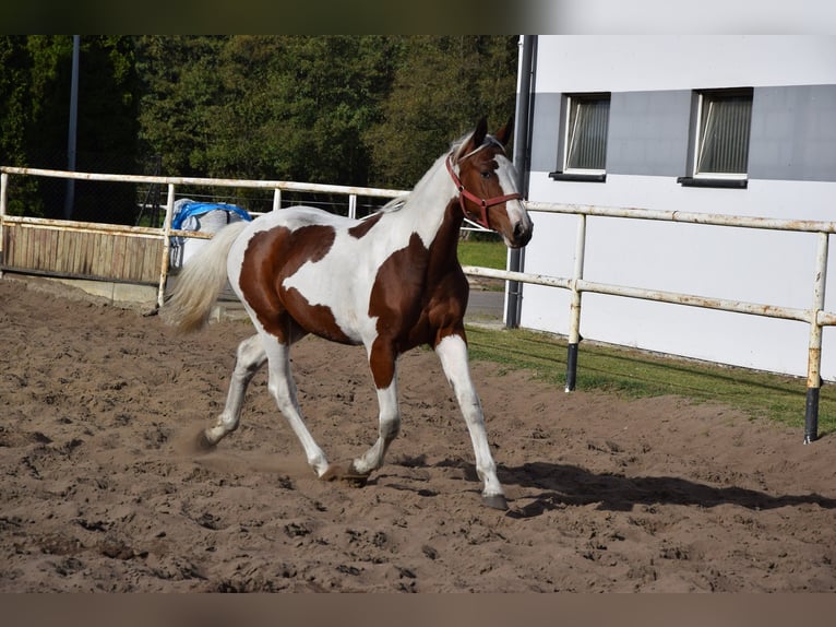 Polnisches Sportpferd Stute 1 Jahr 170 cm Schecke in Chełmno