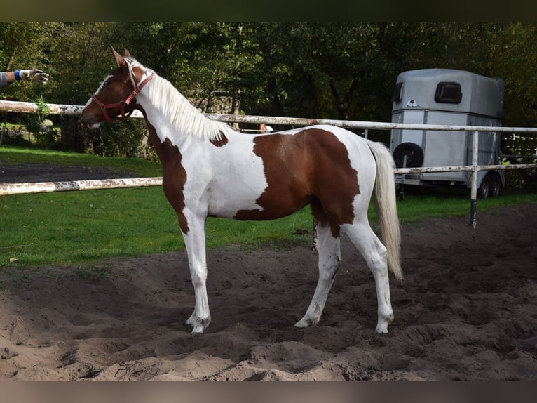 Polnisches Sportpferd Stute 1 Jahr 170 cm Schecke in Chełmno