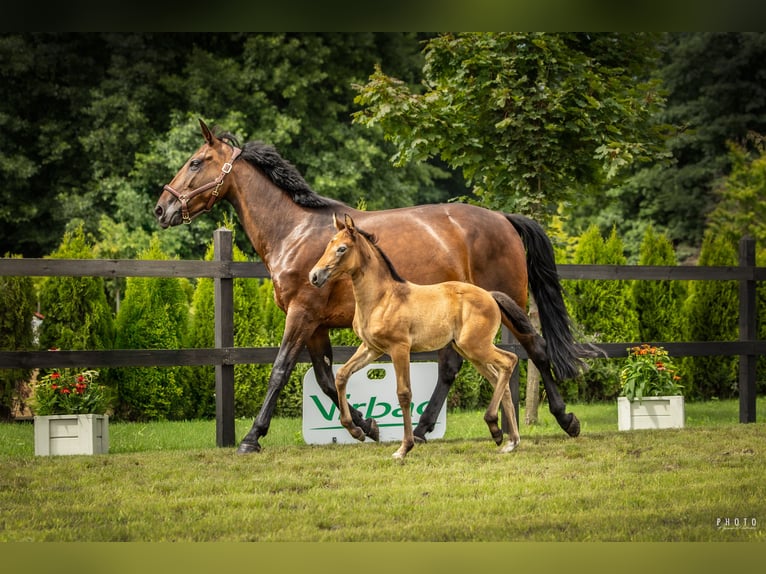 Polnisches Sportpferd Stute 1 Jahr Schimmel in Serock
