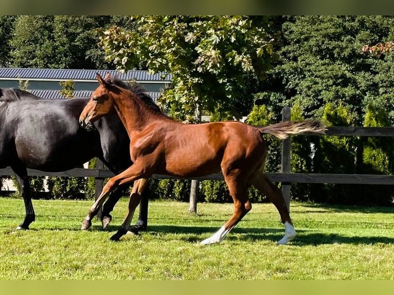 Polnisches Sportpferd Stute 1 Jahr in Serock