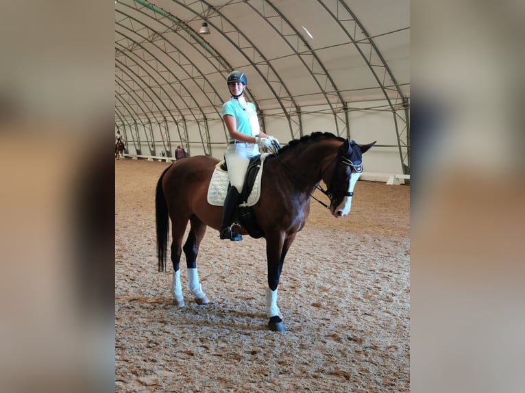 Polnisches Sportpferd Stute 22 Jahre 170 cm Brauner in Perchtoldsdorf