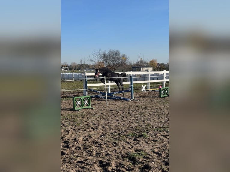 Polnisches Sportpferd Stute 2 Jahre 145 cm Rappe in Kochowo