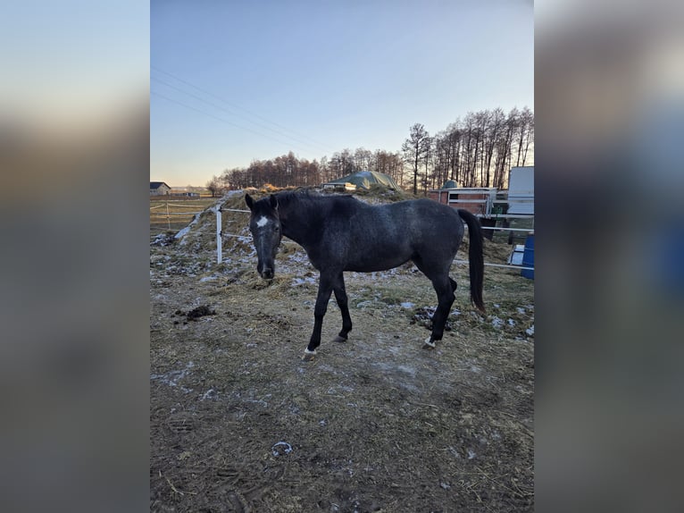 Polnisches Sportpferd Stute 2 Jahre 160 cm Schimmel in Brzeźno