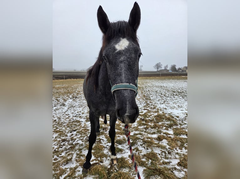 Polnisches Sportpferd Stute 2 Jahre 160 cm Schimmel in Brzeźno