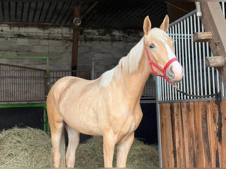 Polnisches Sportpferd Stute 2 Jahre 164 cm Palomino in Jankow zalesny
