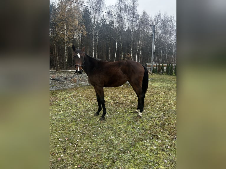 Polnisches Sportpferd Stute 2 Jahre 165 cm Brauner in Przygodzice