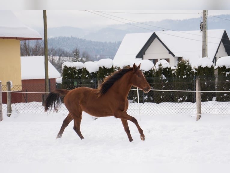 Polnisches Sportpferd Stute 2 Jahre 165 cm Fuchs in Rabka-Zdrój