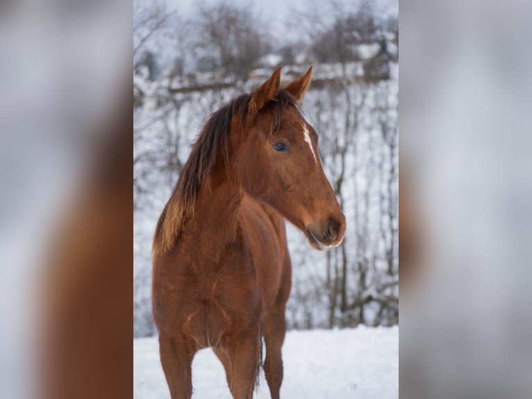 Polnisches Sportpferd Stute 2 Jahre 165 cm Fuchs in Rabka-Zdrój