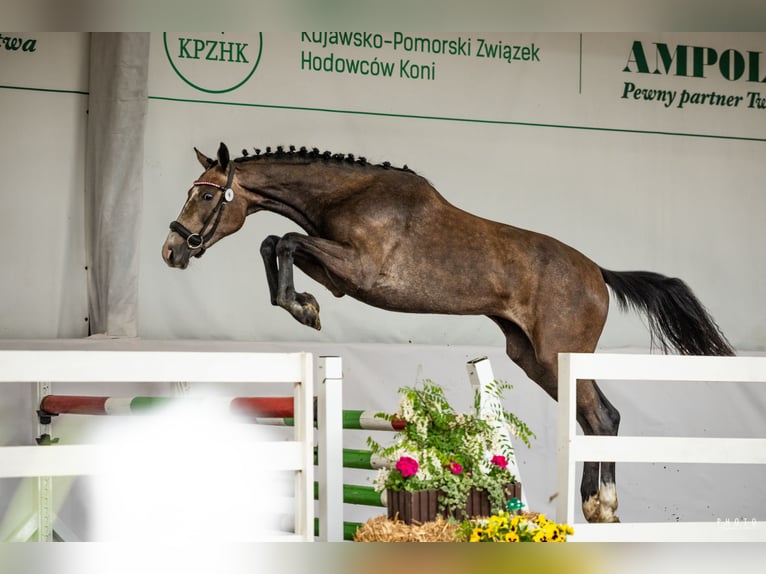 Polnisches Sportpferd Stute 2 Jahre 165 cm Schimmel in Dębowa Łąka