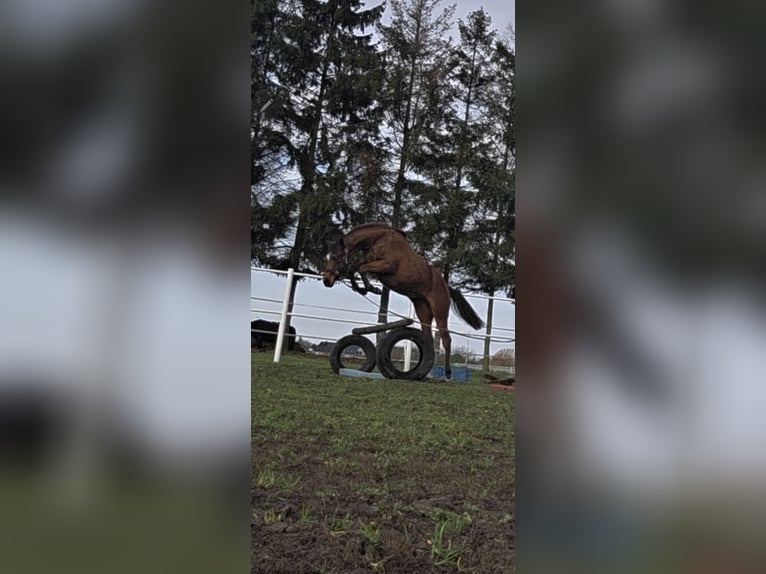 Polnisches Sportpferd Stute 2 Jahre 166 cm Brauner in Gryfino