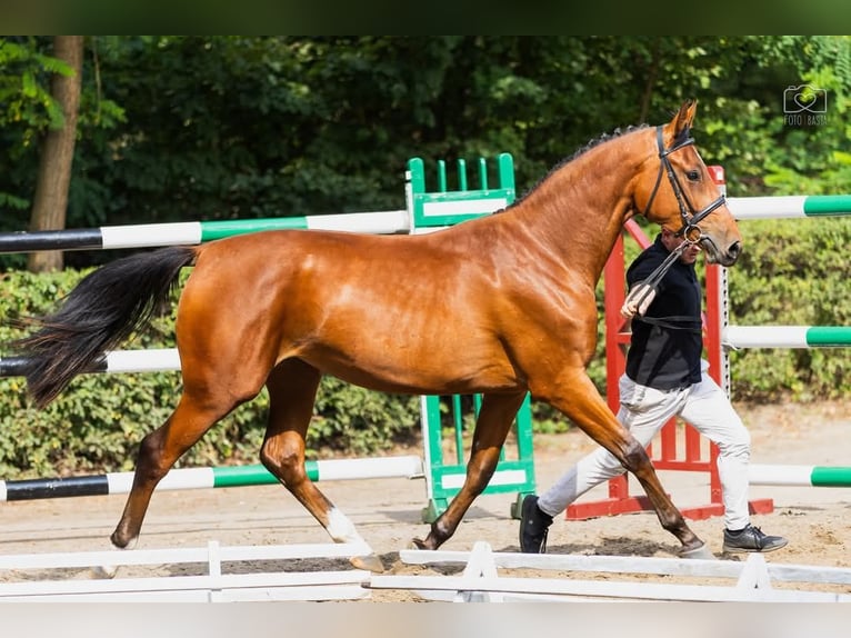 Polnisches Sportpferd Stute 2 Jahre 168 cm Rotbrauner in Parkowo