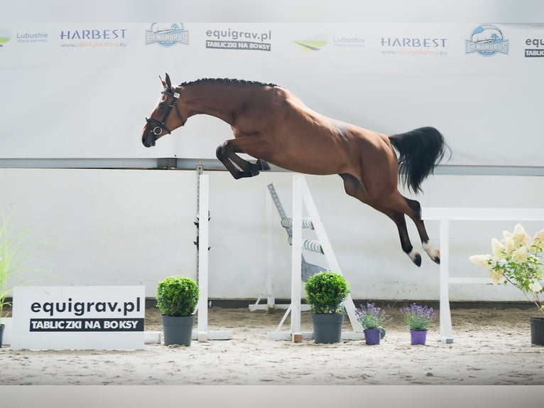 Polnisches Sportpferd Stute 2 Jahre 168 cm Rotbrauner in Parkowo