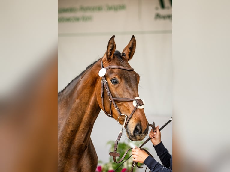 Polnisches Sportpferd Stute 2 Jahre 170 cm Brauner in Bukwałd