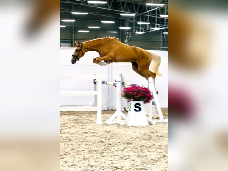 Polnisches Sportpferd Stute 2 Jahre 170 cm Palomino in Piecowice