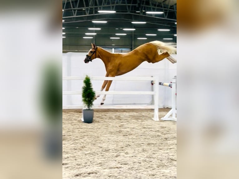 Polnisches Sportpferd Stute 2 Jahre 170 cm Palomino in Piecowice
