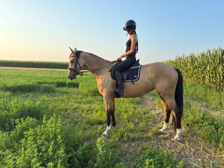 Polnisches Sportpferd Stute 3 Jahre 155 cm Buckskin in Erp