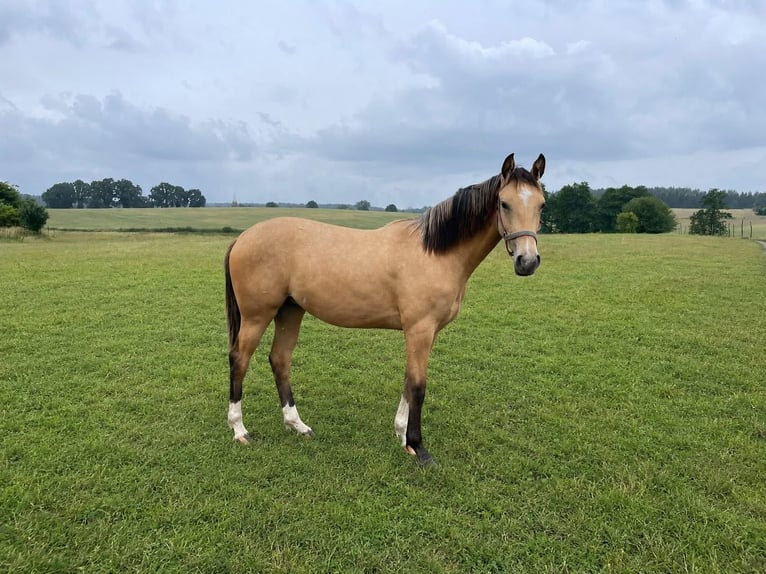 Polnisches Sportpferd Stute 3 Jahre 155 cm Cremello in Jankow zalesny