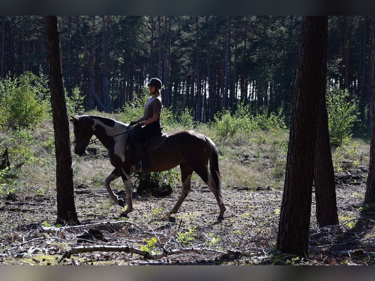 Polnisches Sportpferd Stute 3 Jahre 157 cm Schecke in Che&#x142;mno
