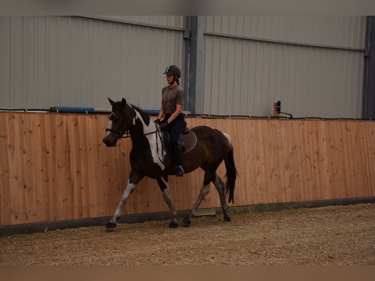 Polnisches Sportpferd Stute 3 Jahre 157 cm Schecke in Che&#x142;mno