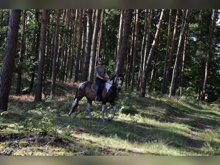 Polnisches Sportpferd Stute 3 Jahre 157 cm Schecke in Che&#x142;mno
