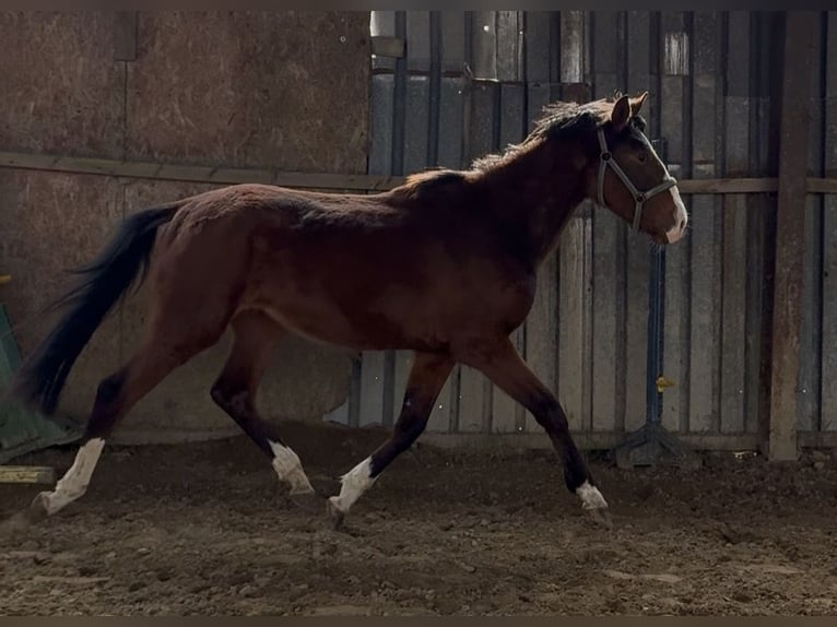 Polnisches Sportpferd Stute 3 Jahre 162 cm Brauner in Elbląg