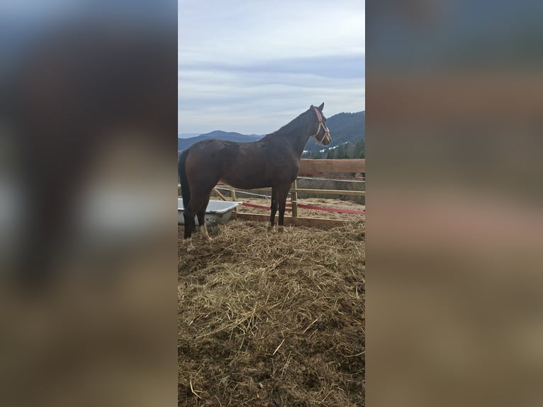 Polnisches Sportpferd Stute 3 Jahre 163 cm Brauner in Szczawa