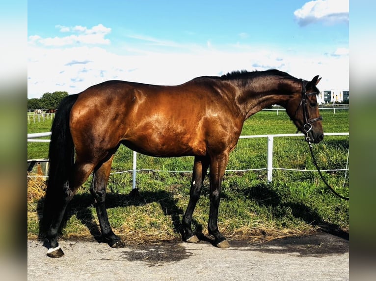 Polnisches Sportpferd Stute 3 Jahre 164 cm Rotbrauner in Raszyn