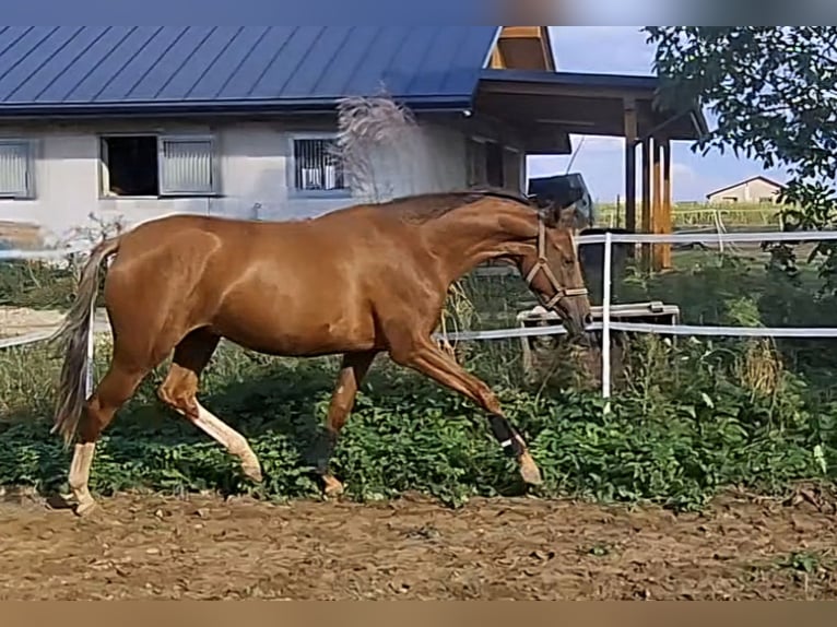 Polnisches Sportpferd Stute 3 Jahre 164 cm Tigerschecke in Piekoszów