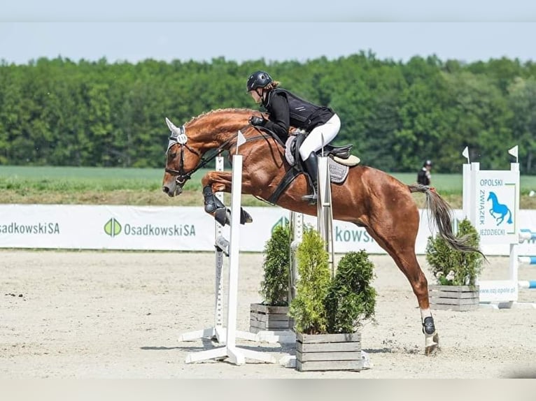 Polnisches Sportpferd Stute 3 Jahre 164 cm Tigerschecke in Piekoszów