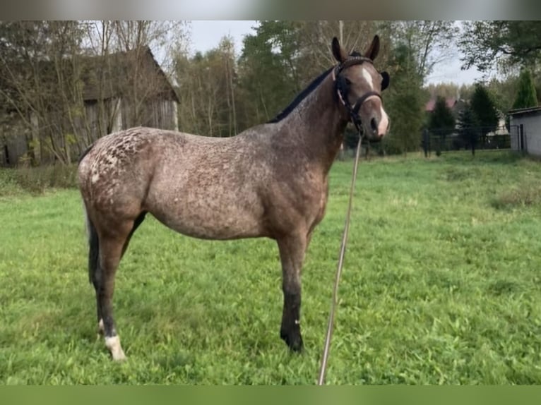 Polnisches Sportpferd Stute 3 Jahre 164 cm Tigerschecke in Piekoszów