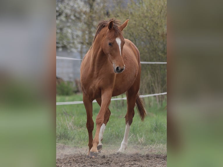 Polnisches Sportpferd Stute 3 Jahre 164 cm Tigerschecke in Piekoszów