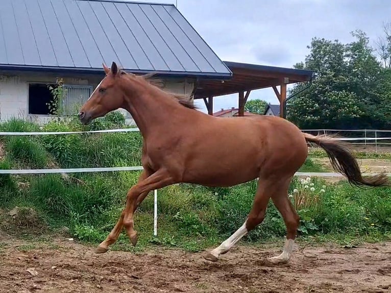 Polnisches Sportpferd Stute 3 Jahre 164 cm Tigerschecke in Piekoszów