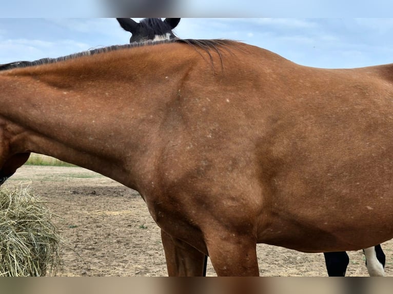 Polnisches Sportpferd Stute 3 Jahre 164 cm Tigerschecke in Piekoszów