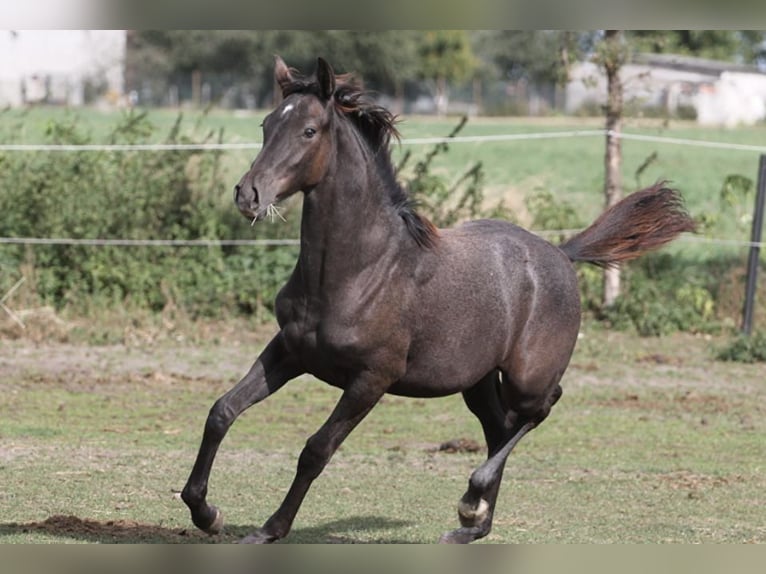 Polnisches Sportpferd Stute 3 Jahre 165 cm Schimmel in Ołtarzew