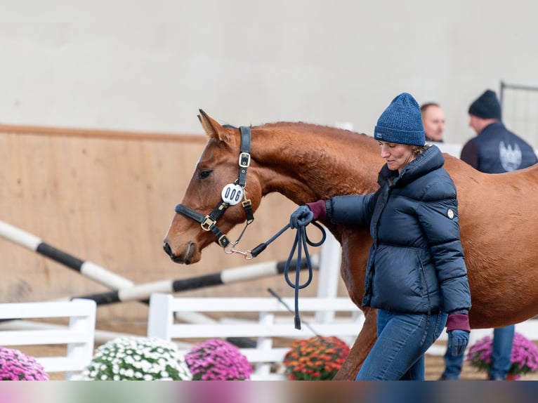 Polnisches Sportpferd Stute 3 Jahre 166 cm Brauner in Galiny