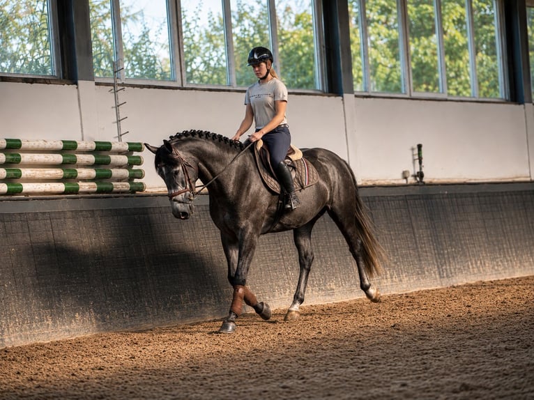 Polnisches Sportpferd Stute 3 Jahre 167 cm Rappschimmel in Weert
