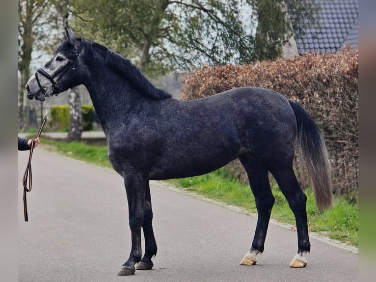 Polnisches Sportpferd Stute 3 Jahre 167 cm Rappschimmel in Someren